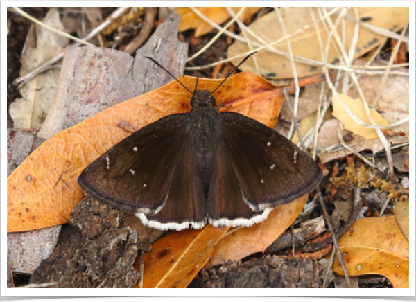 Drusius Cloudywing